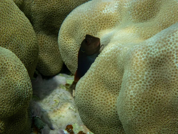 红海珊瑚礁上美丽得惊人的居民 图库图片