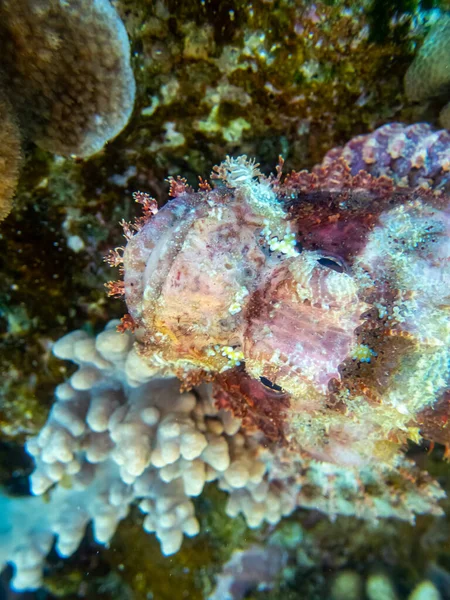 Scorpaenopsis Oxycephalus Sul Fondo Una Barriera Corallina Nel Mar Rosso — Foto Stock