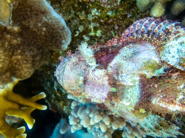 Scorpaenopsis Oxycephalus Fondo Arrecife Coral Mar Rojo —  Fotos de Stock