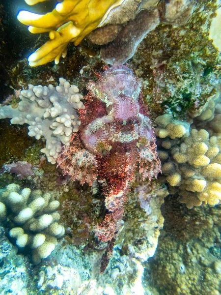 紅海のサンゴ礁の底にあるスコルペノプシスオキシセフロス — ストック写真