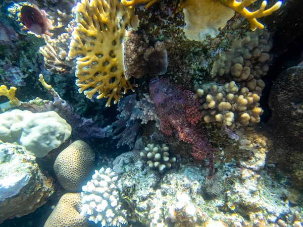 Scorpaenopsis Oxycephalus Bottom Coral Reef Red Sea — Stock Photo, Image