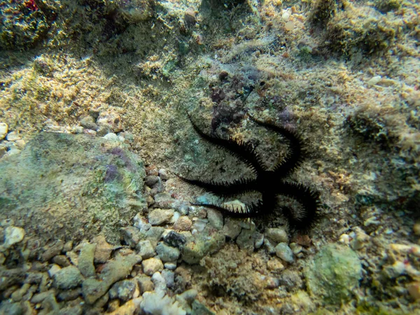 紅海のサンゴ礁の底にある魚 オフィーラ リンカイアマルチタ — ストック写真