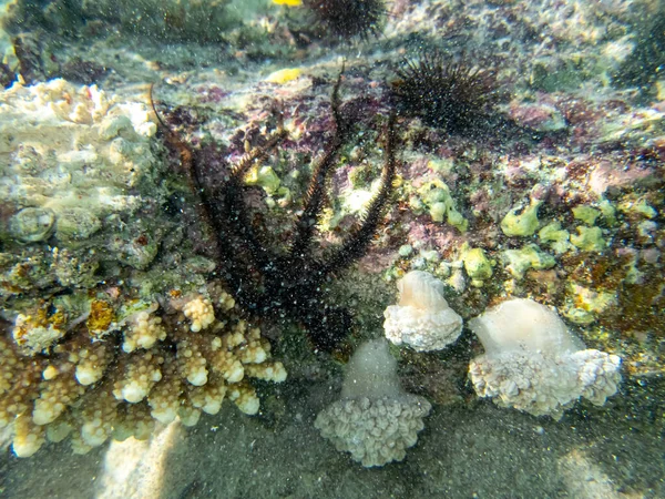 在红海珊瑚礁底部的海星 Ophiura Linckia多论坛 — 图库照片