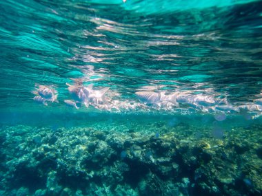 Kızıl Deniz 'deki bir mercan resifinde balık sürüsü.