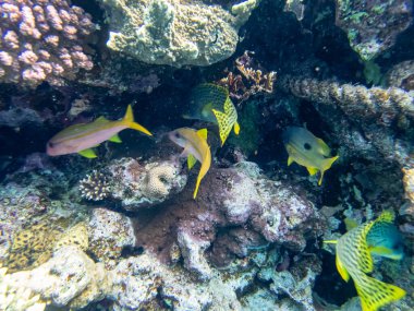 Kızıl Deniz 'deki bir mercan resifinde balık sürüsü.