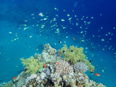 Kızıl Deniz 'deki bir mercan resifinde balık sürüsü.