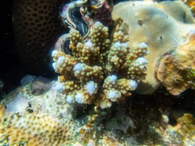 Kızıl Deniz 'in mercan resiflerindeki olağanüstü güzel mercanlar.