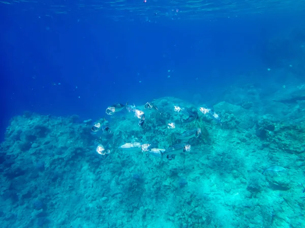 红海珊瑚礁广阔的水域中成群的鱼 — 图库照片