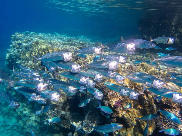 Flock of fish in the expanse of a coral reef in the Red Sea