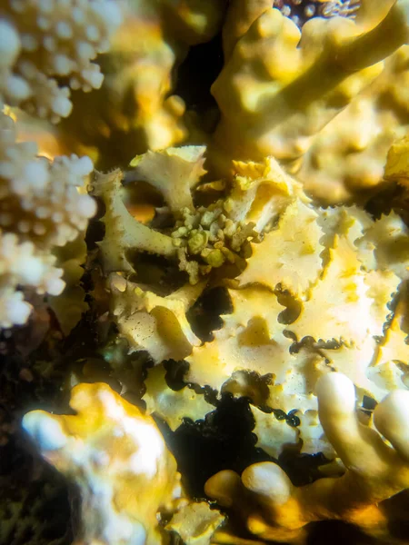 红海珊瑚礁中异常美丽的珊瑚 — 图库照片
