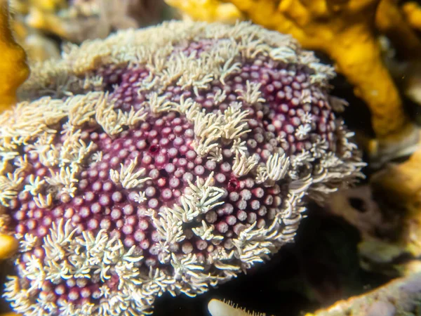 Niezwykle Piękne Koralowce Rafie Koralowej Morza Czerwonego — Zdjęcie stockowe