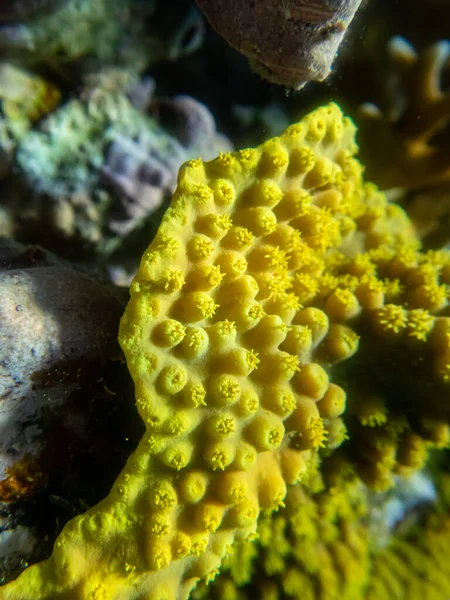 Надзвичайно Красиві Корали Кораловому Рифі Червоного Моря — стокове фото