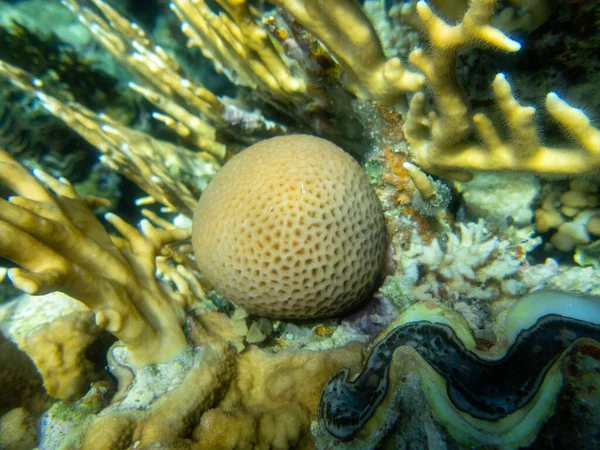 Corais Extraordinariamente Bonitos Recife Coral Mar Vermelho — Fotografia de Stock