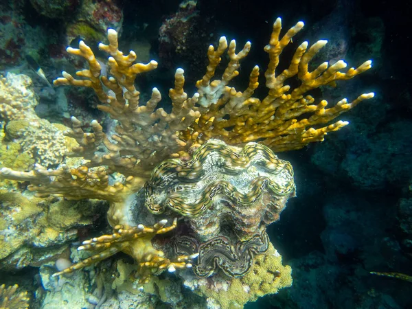 Rendkívül Szép Korallok Vörös Tenger Korallzátonyán — Stock Fotó