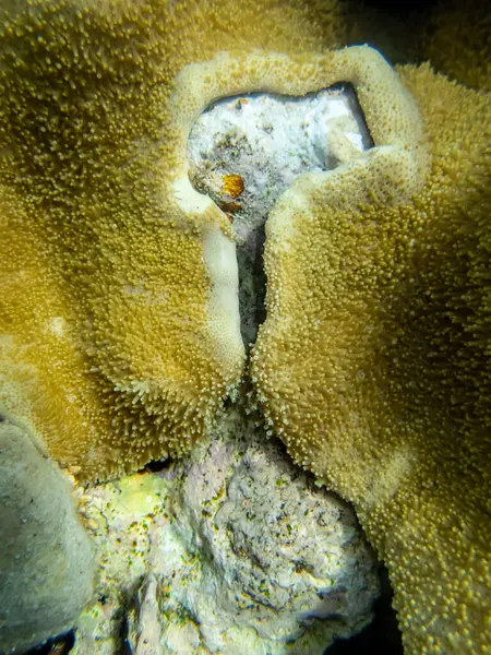 红海珊瑚礁中异常美丽的珊瑚 — 图库照片