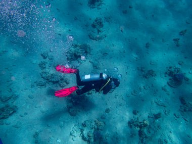 Dalgıç Kızıl Deniz 'in mercan kayalıklarında yüzer.