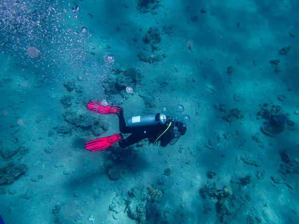 Nurkowie Pływają Rafie Koralowej Morza Czerwonego — Zdjęcie stockowe