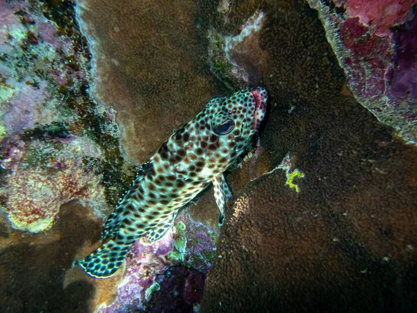 Epinefelus Tauvina Lub Grouper Tauvina Rafie Koralowej Morzu Czerwonym — Zdjęcie stockowe