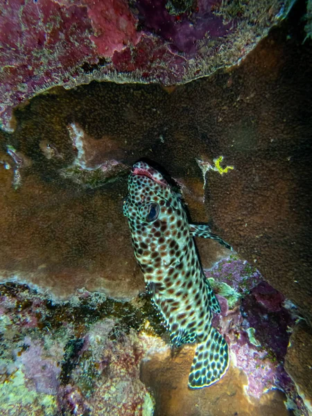 Epinefelus Tauvina Lub Grouper Tauvina Rafie Koralowej Morzu Czerwonym — Zdjęcie stockowe