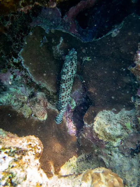 Epinephelus Tauvina Grouper Tauvina Coral Reef Red Sea — Stock Photo, Image