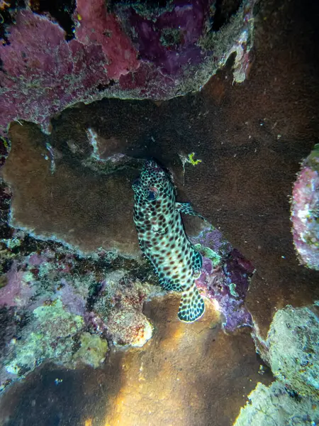Epinephelus Tauvina Eller Grouper Tauvina Ett Korallrev Röda Havet — Stockfoto