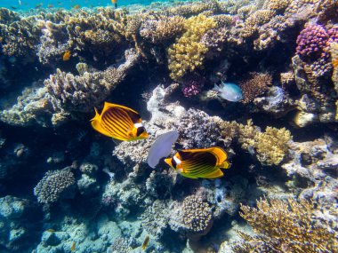 Chaetodon fasciatus Kızıl Deniz 'deki mercan resifinde.