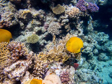 Chaetodon fasciatus Kızıl Deniz 'deki mercan resifinde.