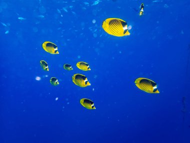 Chaetodon fasciatus Kızıl Deniz 'deki mercan resifinde.