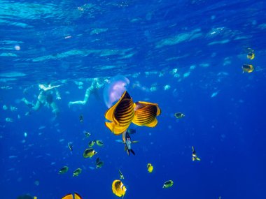 Chaetodon fasciatus Kızıl Deniz 'deki mercan resifinde.