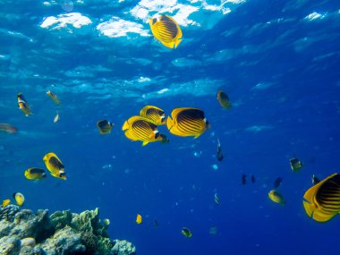Chaetodon fasciatus Kızıl Deniz 'deki mercan resifinde.