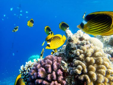 Chaetodon fasciatus Kızıl Deniz 'deki mercan resifinde.