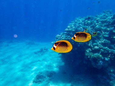 Chaetodon fasciatus Kızıl Deniz 'deki mercan resifinde.