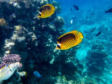 Chaetodon fasciatus Kızıl Deniz 'deki mercan resifinde.
