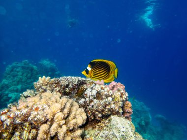 Chaetodon fasciatus Kızıl Deniz 'deki mercan resifinde.