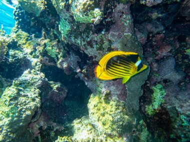 Chaetodon fasciatus Kızıl Deniz 'deki mercan resifinde.