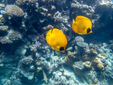Chaetodon fasciatus Kızıl Deniz 'deki mercan resifinde.