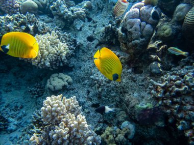 Chaetodon fasciatus Kızıl Deniz 'deki mercan resifinde.