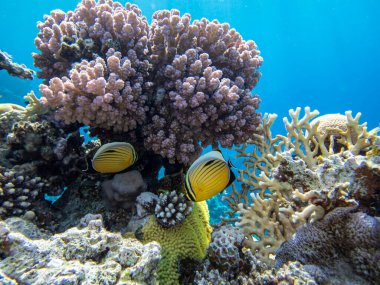 Chaetodon fasciatus Kızıl Deniz 'deki mercan resifinde.