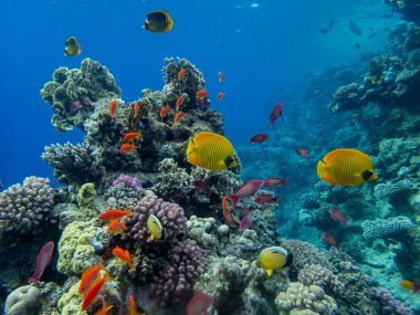 Chaetodon fasciatus Kızıl Deniz 'deki mercan resifinde.