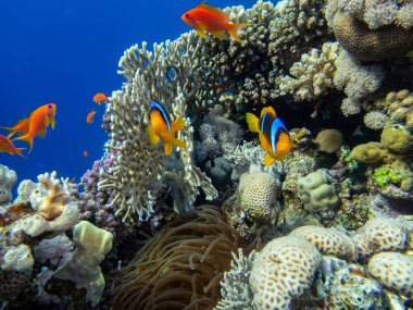 Kızıl Deniz 'deki mercan resifinde palyaço balığı.