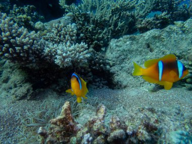 Kızıl Deniz 'deki mercan resifinde palyaço balığı.