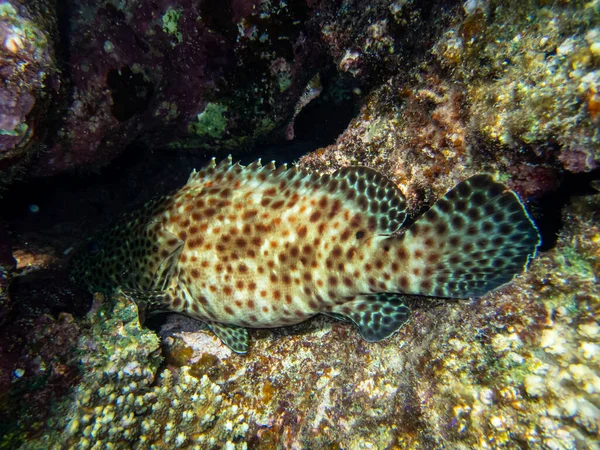 Epinephelus Tauvina Nebo Skupina Tauvina Korálovém Útesu Rudém Moři — Stock fotografie