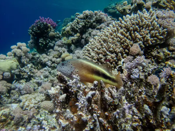 紅海のサンゴ礁でエピネフラヴィーナまたはグルーパーテュヴィーナ — ストック写真