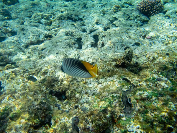 Chaetodon Fasciatus Recife Coral Mar Vermelho — Fotografia de Stock