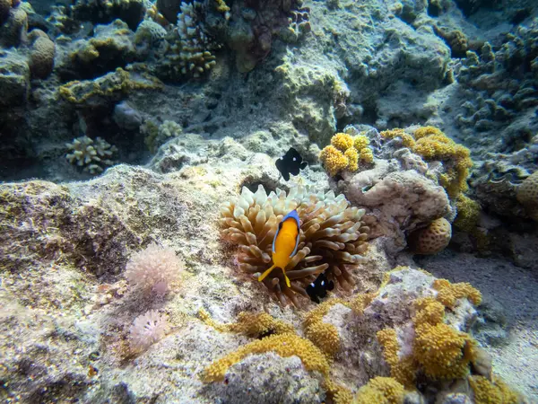 Klovnsfisk Korallrev Rødehavet – stockfoto