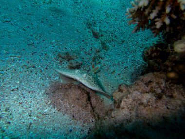 Kızıl Deniz 'deki bir mercan resifinin dibinde torpido marmorata ya da Marled elektrik ışını var.