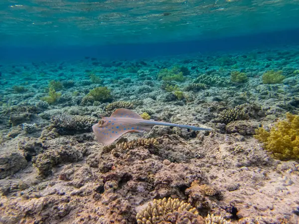 Taeniura Lymma Botten Ett Korallrev Röda Havet — Stockfoto