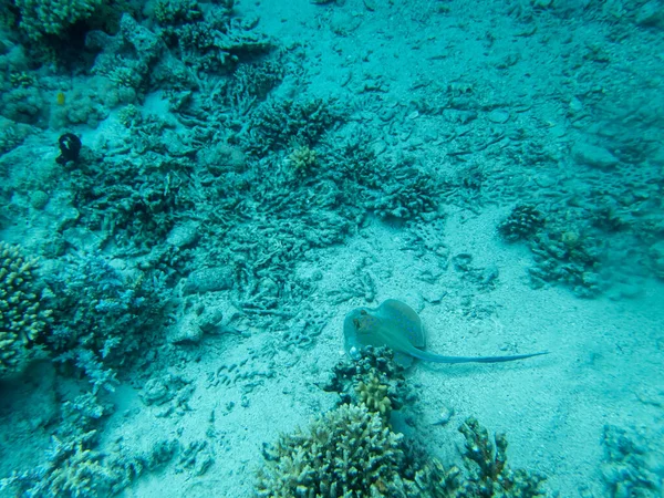 Taeniura Lymma Botten Ett Korallrev Röda Havet — Stockfoto