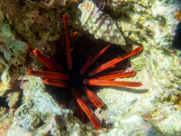 Морський Урчин Кораловому Рифі Червоному Морі — стокове фото