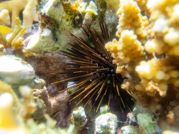 Sea Urchin Coral Reef Red Sea — Stock Photo, Image